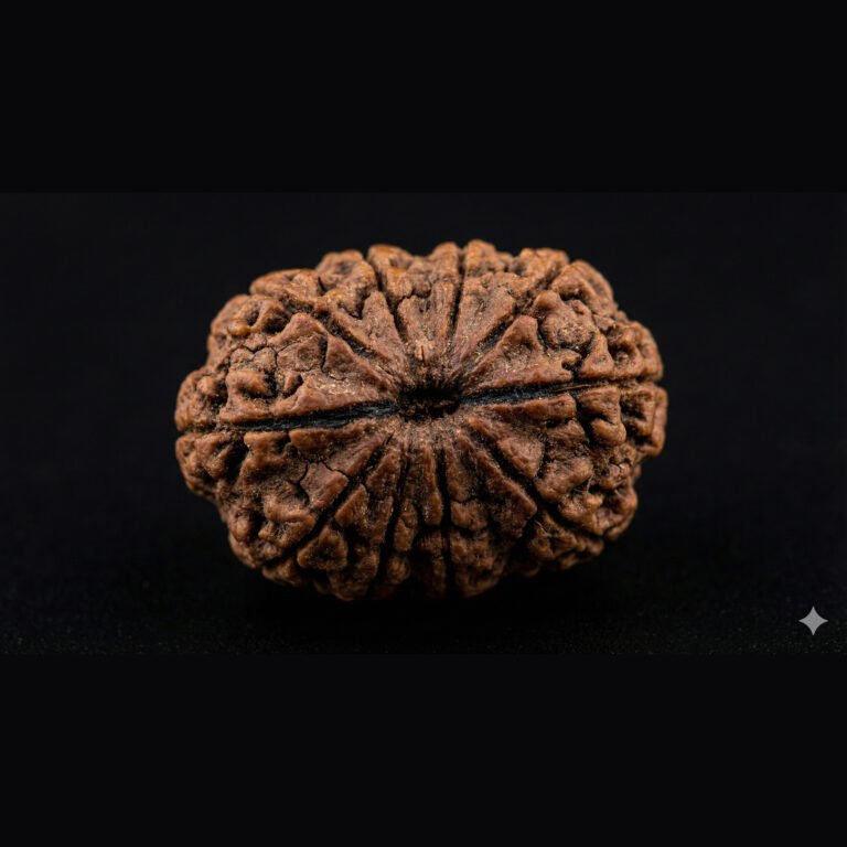 11 Mukhi Rudraksha