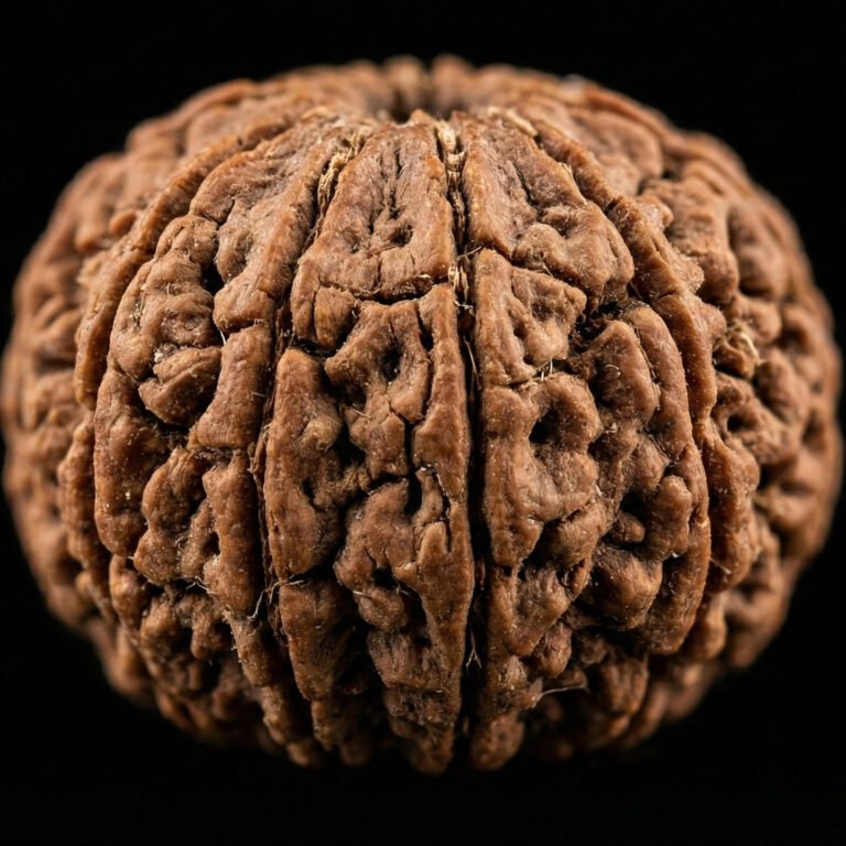 7 Mukhi Rudraksha