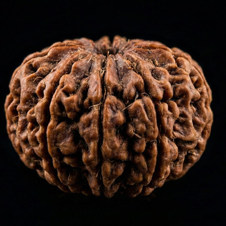 9 Mukhi Rudraksha